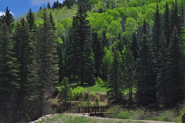 aspen trees stand